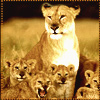 Icon leova awlm cubs yap-yap.jpg