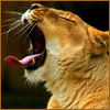 Icon leova big-yawn laugh.jpg