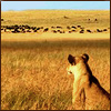 Icon leova watching-herd eyeing-prey.jpg