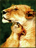 Icon leova awlm rub-up lioness-with-cub.jpg